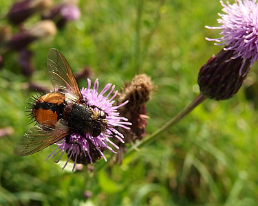 fly, thistle, autumn grazing, insect, nature, bee, flower