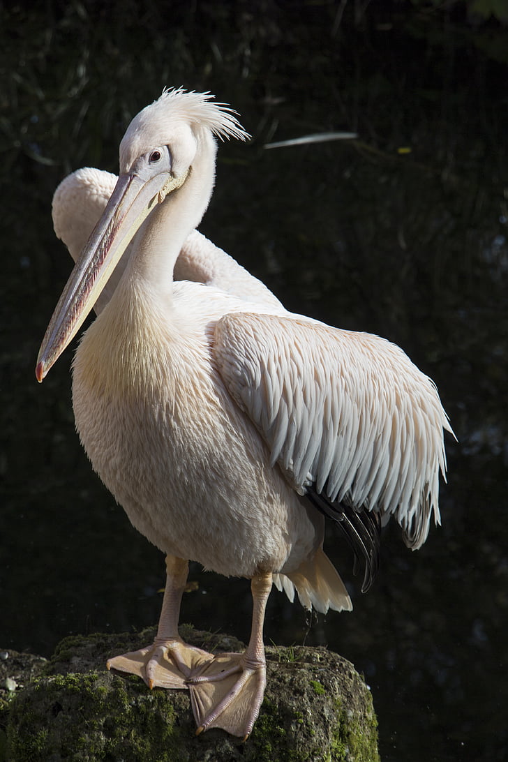 Pelican, hvit, fjær, fuglen, sjøen, dyr, natur