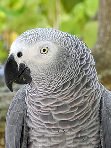 papegøje, grå, hoved, fjer