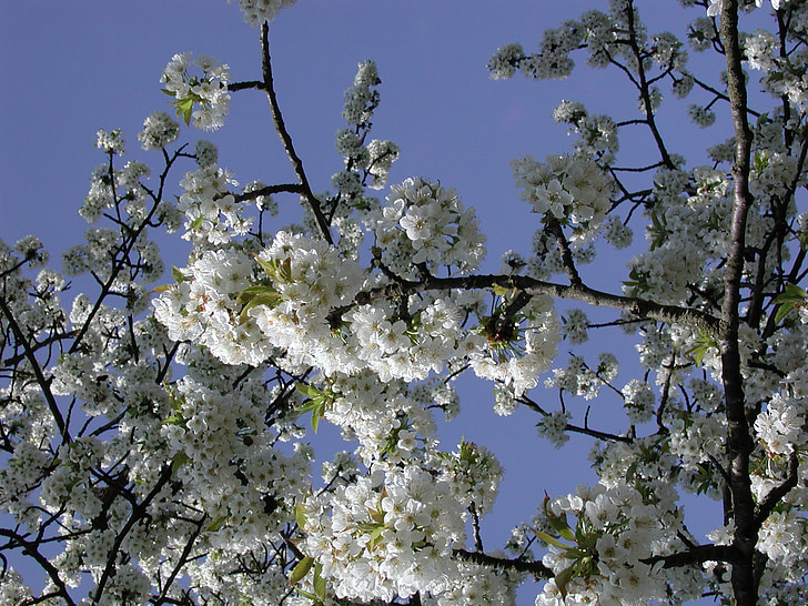 arbre, flor del cirerer, primavera, jardí, flor, natura