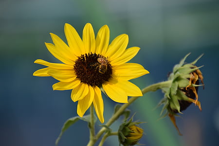 sun flower, bees, live n wick, yellow, flower, garden, park
