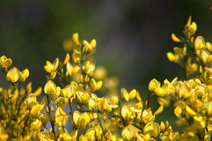 ziedi, dzeltena, Bušs, krūmi, nelielas, pilnā bloom, izsmalcināti