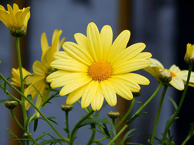 Margarida, flor, Primavera, Verão, amarelo, natureza, planta
