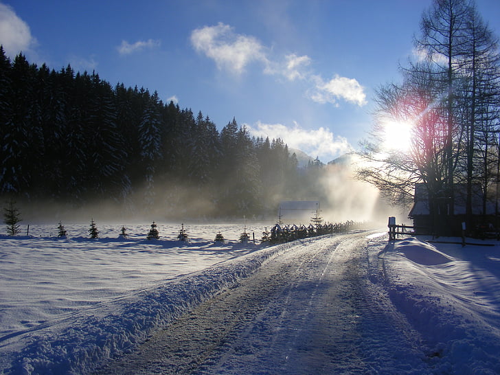 겨울, 트리, 폴란드, chochołowska 밸리, 산, 겨울에 tatra 산, 눈