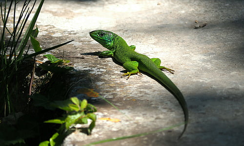 lizard, green lizard, reptiles, nature, one animal, reptile, green color