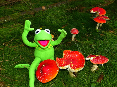 飞金顶, 蘑菇, 红色飞木耳蘑菇, 有毒, 发现, 秋天, 森林