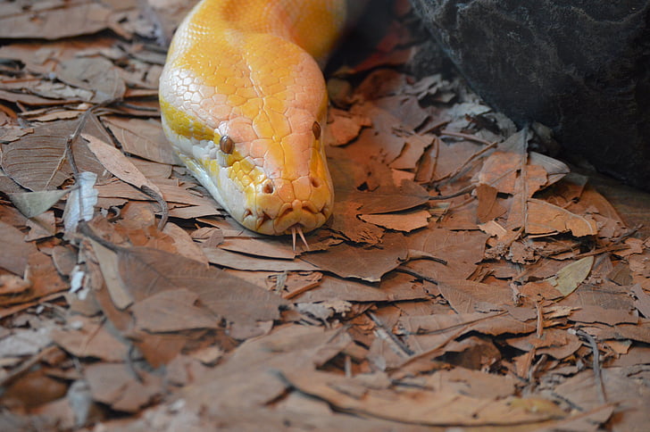 zoo da Austrália, python Albino, cobra