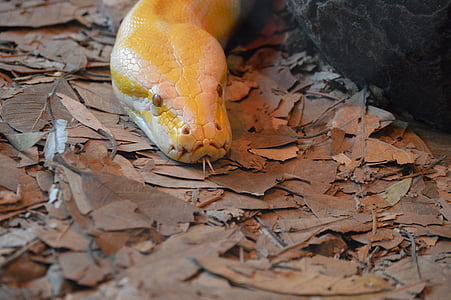 zoo de l’Australie, python albinos, serpent