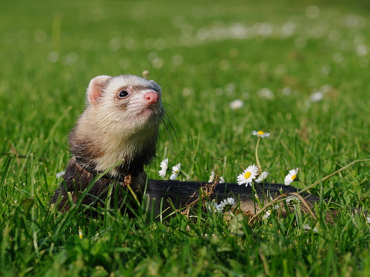 animal, ferret, domesticated, grass, spring, cute, mammal