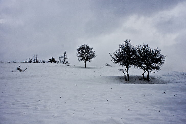 drevo, sneg, pozimi, sneg krajine, krajine, çaycuma