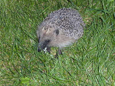 hedgehog, animal, prickly, nature, rush, blades of grass, close