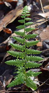 newly-emerged fern frond, fern, plant, nature, forest, woods, spring