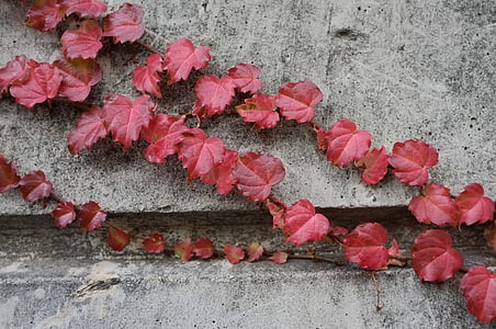 musim gugur, Kolam Renang, dinding, tanaman