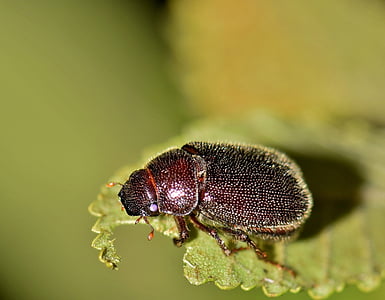 kesäkuuta bug, Beetle, hyönteinen, bug, lentävät hyönteiset, siivekäs hyönteinen, Lähikuva
