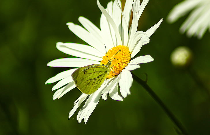 Blume, Schmetterling, Makro, Daisy, Sommer, Insekt, Grüne Flügel