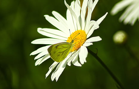 fleur, papillon, macro, Daisy, été, insecte, ailes vertes