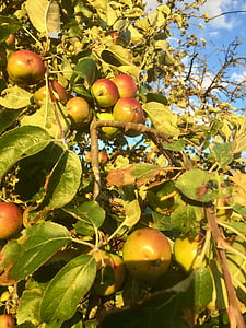 果物, フルーツ, フルーツの木, アップル, boskop, 甘い