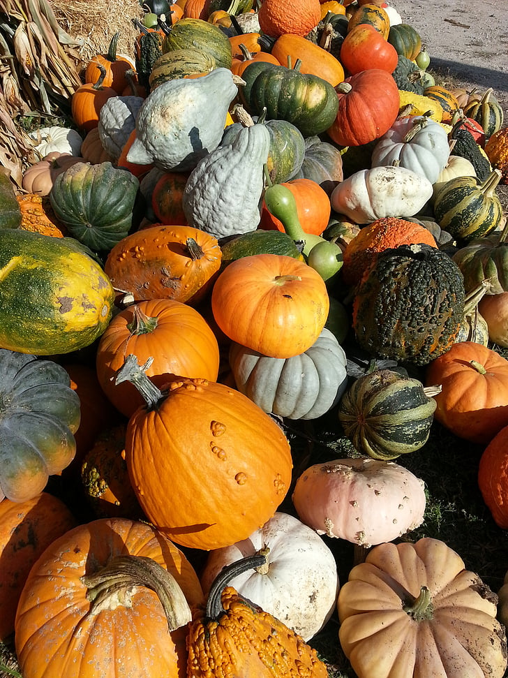 το φθινόπωρο, πτώση, σκουός, ημέρα των ευχαριστιών, Οκτώβριος, κολοκύθα, αγρόκτημα