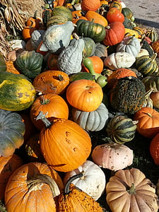 Syksy, syksyllä, Squash, Kiitospäivä, lokakuuta, kurpitsa, Farm