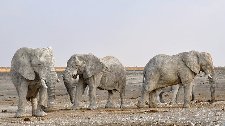 Afrika, životinje, veliki, suha, slonovi, ugrožena, krdo