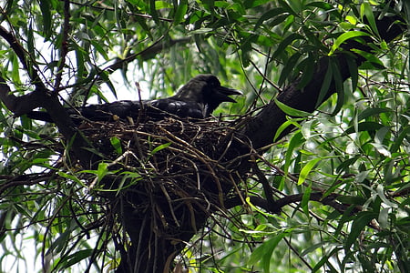 Corvo, uccello, Corvo di casa indiana, Corvus splendens, greynecked corvo, nido, incubando