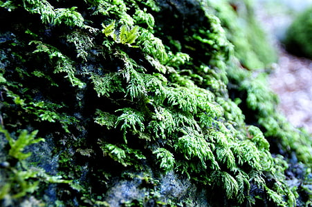 moss, stone, weave, plant, close, nature, green Color