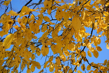 pozostawia, jesień, drzewo, liści jesienią, Złota Jesień, Złoty, oddziały