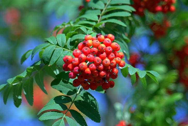 Rowan, vermelho, bolas, frutas, árvore, bagas de Rowan, planta