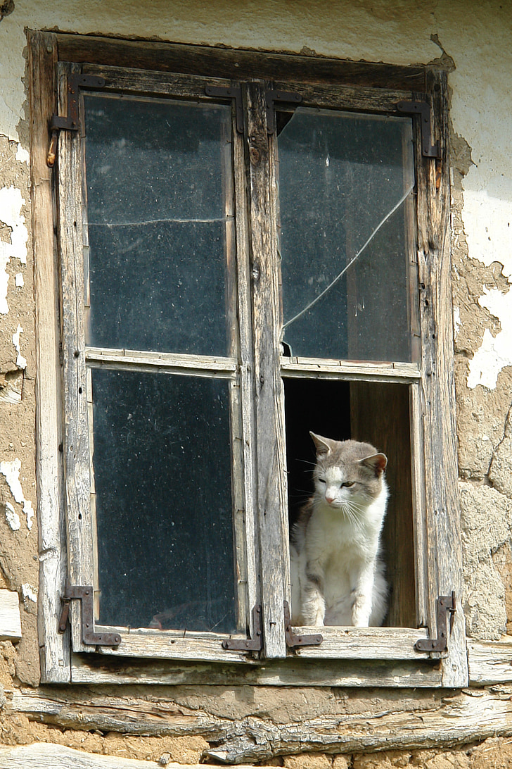 chat, fenêtre de, animal, mignon, assis, maison