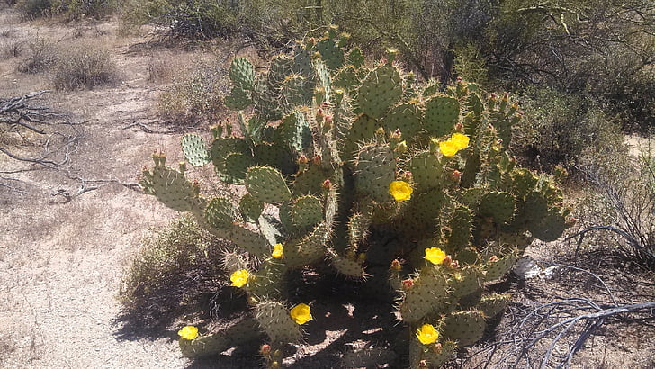 cactus, cactus, flor, desierto, flor del desierto, naturaleza, planta