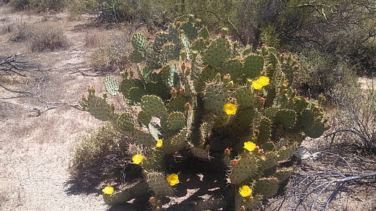 cactus, cactus, flor, desert de, flor del desert, natura, planta