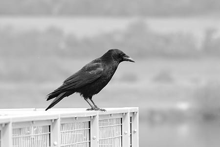 animal, beak, bird, black-and-white, crow, talons