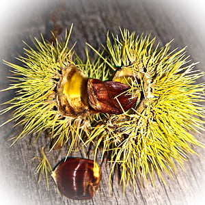 chestnut, green prickly fruit, sliced, small brown kernels, nature, autumn