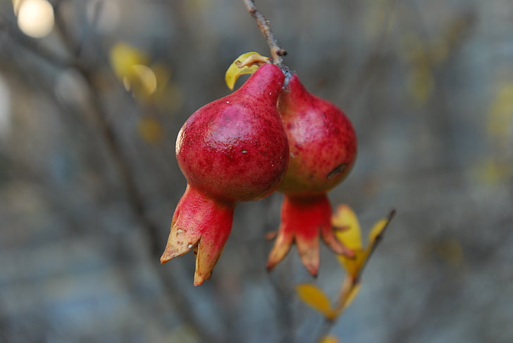 pomegranate, beautiful, nature, the scenery, red, fruit, ripe