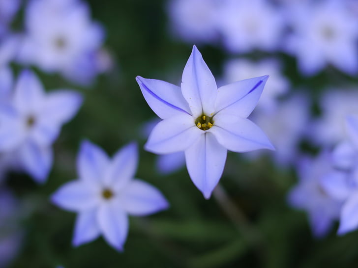blue, flowers, star, cute, light purple, nature, flower