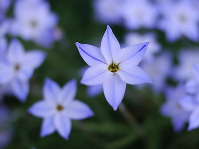 mavi, çiçekler, yıldız, şirin, Açık mor, doğa, çiçek