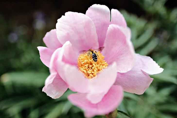 flowers, bee, flower