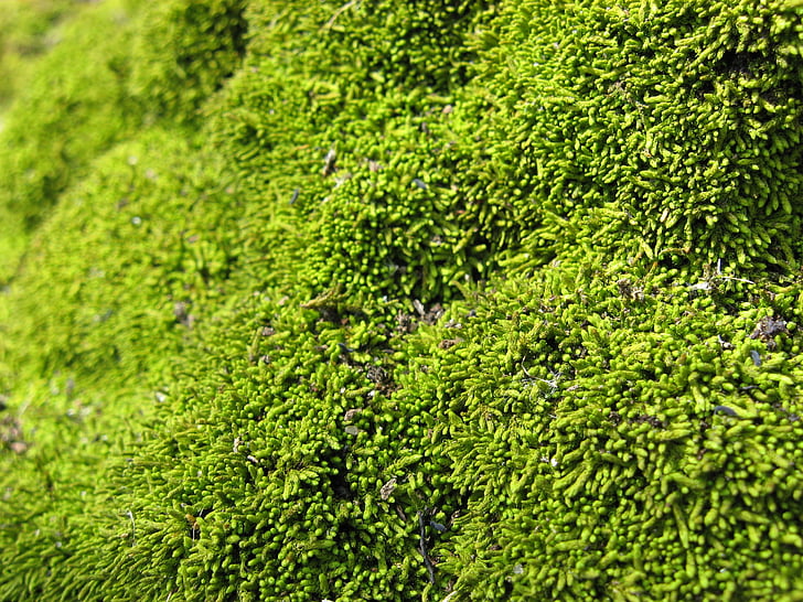 mosses, green, plants, growths, growing, tiny, bright