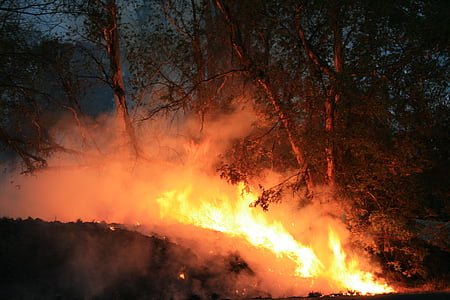 malam, di luar rumah, api, menyebarkan, asap, pohon-pohon yang terbakar, pohon-pohon Bluegum