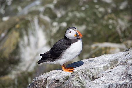 Puffin, farne, fugl, natur, Northumberland, Isle, Wildlife