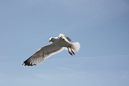 seagull, blue sky, dom, air, fly, bird, sky