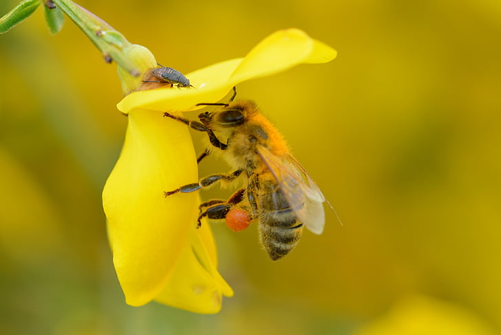 čebela, je najbolj, cvet, cvet, čebela, insektov, blizu