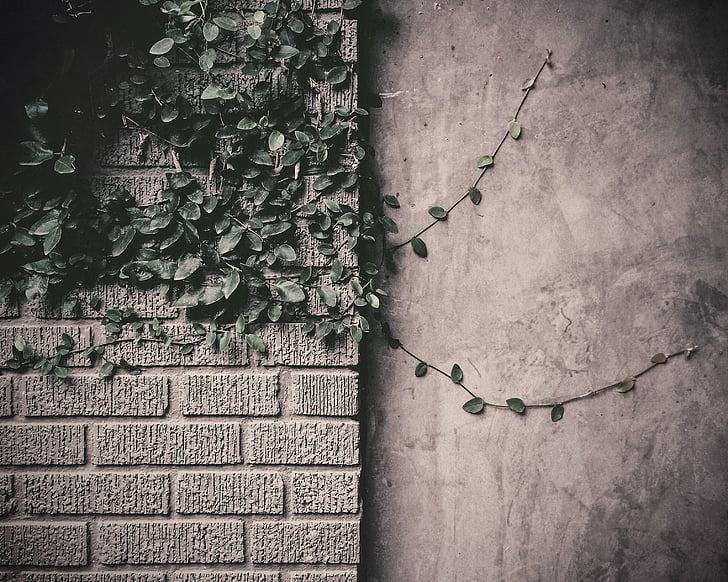 closeup, photo, green, leaf, plant, wall, vines