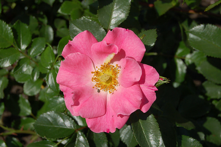 Роза УНИЦЕФ, цвят розов, цвете, Rosebush, природата, флора, растителна