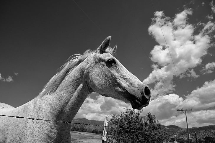 konj, oblaki, ponija, črno-bele fotografije, nebo, živali, krajine
