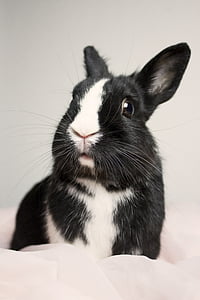 bunny, rabbit, cute, animal, happy, pet, fur