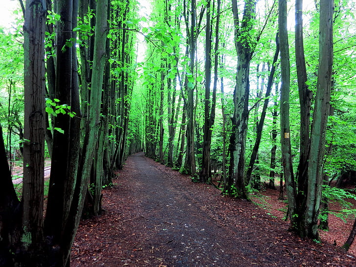 гора, дърво, листа, Грийн, kasbachtal