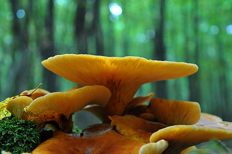 jamur, hutan, musim gugur, kuning jamur
