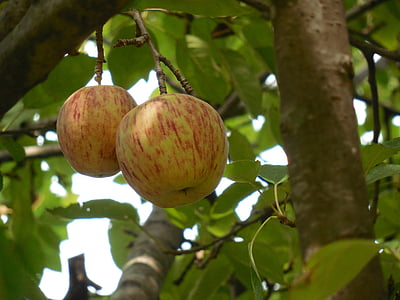 ผลไม้, แอปเปิ้ล, อาหาร, สดใหม่, มีสุขภาพดี, อินทรีย์, โภชนาการ