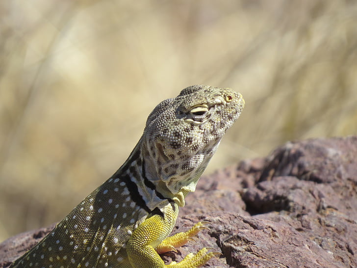 Reptil, Eidechse, bunte, gelb, Wüste, New-mexico